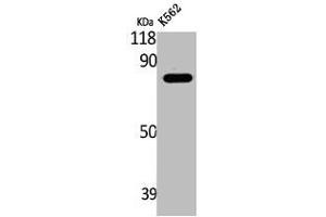 LRRC41 antibody  (Internal Region)