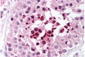 Human Testis (formalin-fixed, paraffin-embedded) stained with RIF1 antibody ABIN214034 at 5 ug/ml followed by biotinylated goat anti-rabbit IgG secondary antibody ABIN481713, alkaline phosphatase-streptavidin and chromogen. (RIF1 antibody  (AA 2406-2419))