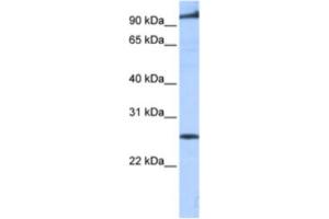 Western Blotting (WB) image for anti-Phosphatidic Acid Phosphatase Type 2 Domain Containing 1B (PPAPDC1B) antibody (ABIN2463314) (PPAPDC1B antibody)