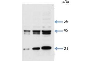 Species+tissue/cell type: Total rat cardiac lysate 1: 8 ug total cardiac lysate 2: 15 ug total cardiac lysate 3: 30 ug total cardiac lysate4: 50 ug total cardiac lysate Primary antibody dilution: 1 ug/ml (Connexin 43/GJA1 antibody  (Middle Region))