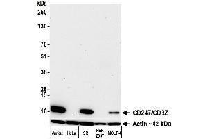 Western Blotting (WB) image for anti-CD247 Molecule (CD247) (C-Term) antibody (ABIN7455240)