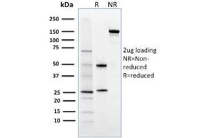 SDS-PAGE Analysis Purified FOXP3 Mouse Monoclonal Antibody (3G3). (FOXP3 antibody)
