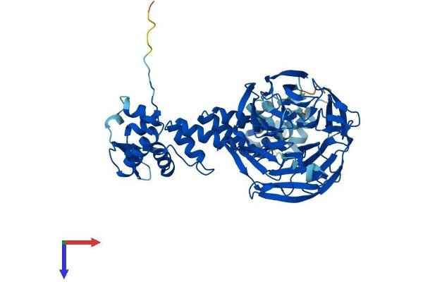 KLHL23 Protein (AA 1-558) (His tag)