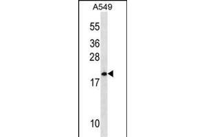 MRPL40 Antibody (C-term) (ABIN1536780 and ABIN2850103) western blot analysis in A549 cell line lysates (35 μg/lane). (MRPL40 antibody  (C-Term))