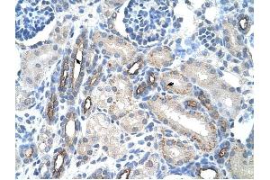MUC1 antibody was used for immunohistochemistry at a concentration of 4-8 ug/ml to stain Epithelial cells of renal tubule (arrows) in Human Kidney. (MUC1 antibody  (C-Term))