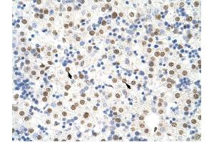NONO antibody was used for immunohistochemistry at a concentration of 4-8 ug/ml to stain Hepatocytes (arrows) in Human Liver. (NONO antibody  (C-Term))