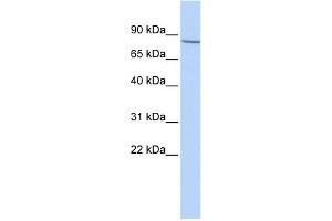 WB Suggested Anti-APP Antibody Titration: 0.
