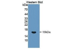 Western Blotting (WB) image for anti-Interferon gamma (IFNG) (AA 24-166) antibody (ABIN3201230) (Interferon gamma antibody  (AA 24-166))