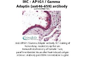 Image no. 1 for anti-Adaptor-Related Protein Complex 1, gamma 1 Subunit (AP1G1) (AA 646-659) antibody (ABIN1731828) (gamma 1 Adaptin antibody  (AA 646-659))