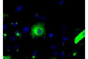 Image no. 8 for anti-Amyloid beta (A4) Precursor Protein (APP) antibody (ABIN1496876) (APP antibody)