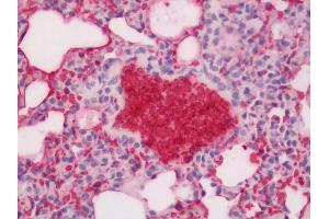 Mouse Lung: Formalin-Fixed, Paraffin-Embedded (FFPE). (Hemoglobin antibody  (Biotin))