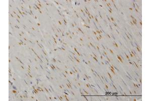 Immunoperoxidase of monoclonal antibody to YES1 on formalin-fixed paraffin-embedded human smooth muscle. (YES1 antibody  (AA 1-543))