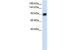 WB Suggested Anti-RAD54B Antibody Titration:  0.