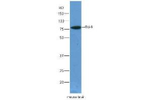 BCL6 antibody  (AA 501-600)