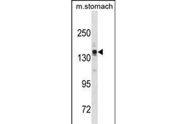 Astrotactin 2 antibody  (N-Term)