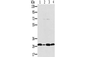 Gel: 8 % SDS-PAGE, Lysate: 40 μg, Lane 1-4: Jurkat cells, hela cells, 293T cells, human thyroid cancer tissue, Primary antibody: ABIN7130584(PEF1 Antibody) at dilution 1/200, Secondary antibody: Goat anti rabbit IgG at 1/8000 dilution, Exposure time: 20 seconds (PEF1 antibody)