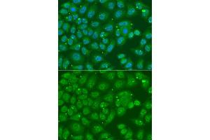 Immunofluorescence analysis of A549 cell using ANXA8L2 antibody. (ANXA8L2 antibody)