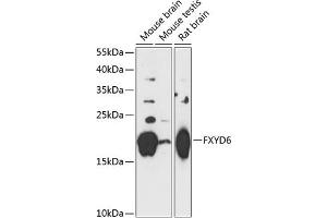 Western blot analysis of extracts of various cell lines, using FXYD6 antibody (ABIN7267279) at 1:3000 dilution. (FXYD6 antibody  (AA 1-95))