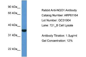 Western Blotting (WB) image for anti-NAD(P)H Dehydrogenase, Quinone 1 (NQO1) (C-Term) antibody (ABIN2788701) (NQO1 antibody  (C-Term))