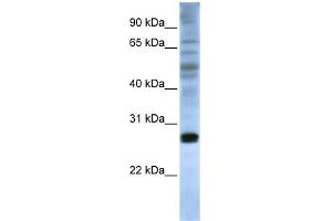 WB Suggested Anti-EIF4E Antibody Titration:  0.