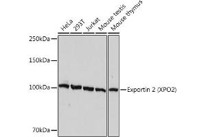 Western blot analysis of extracts of various cell lines, using Exportin 2 (XPO2) Rabbit mAb (ABIN7266533) at 1:1000 dilution. (Exportin 2 antibody)