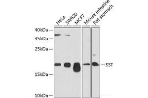 Western blot analysis of extracts of various cell lines using SST Polyclonal Antibody at dilution of 1:1000. (Somatostatin antibody)