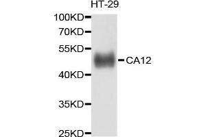 Western blot analysis of extract of HT-29 cells, using CA12 antibody. (CA12 antibody)