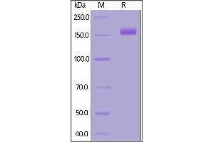 Biotinylated SARS-CoV-2 S protein (D614G), His,Avitag, Super stable trimer on SDS-PAGE under reducing (R) condition.