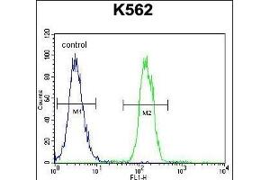 TMEM151B Antibody (N-term) (ABIN655193 and ABIN2844809) flow cytometric analysis of K562 cells (right histogram) compared to a negative control cell (left histogram).