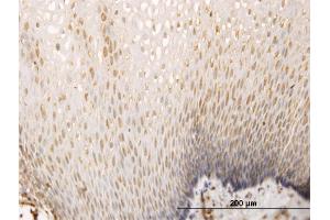 Immunostaining (ISt) image for anti-SH3 Domain Containing 19 (SH3D19) (AA 94-203) antibody (ABIN566879)
