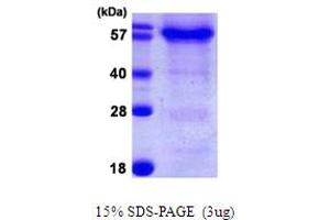 SDS-PAGE (SDS) image for HSPB (Heat Shock 27kDa) Associated Protein 1 (HSPBAP1) (AA 1-488) protein (His tag) (ABIN6386751)