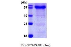 SDS-PAGE (SDS) image for HSPB (Heat Shock 27kDa) Associated Protein 1 (HSPBAP1) (AA 1-488) protein (His tag) (ABIN667446) (HSPBAP1 Protein (AA 1-488) (His tag))