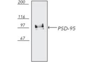 Western blot analysis of bovine brain tissue extract, probed with PSD-95 mAb (6G6-1C9). (DLG4 antibody)