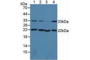 Figure. (CNN2 antibody  (AA 1-269))