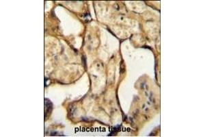 CSH1 Antibody (C-term) (ABIN654883 and ABIN2844537) immunohistochemistry analysis in formalin fixed and paraffin embedded human placenta tissue followed by peroxidase conjugation of the secondary antibody and DAB staining. (CSH1 antibody  (C-Term))