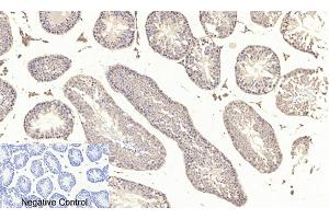 Immunohistochemical analysis of paraffin-embedded mouse testis tissue. (AKT1 antibody  (pSer473))