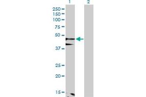 Western Blot analysis of FLOT1 expression in transfected 293T cell line by FLOT1 MaxPab polyclonal antibody.