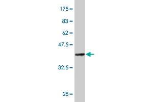 Western Blot detection against Immunogen (36. (MYL6B antibody  (AA 109-208))