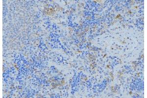 ABIN6276777 at 1/100 staining Human lymph node tissue by IHC-P. (GSTA1 antibody  (N-Term))