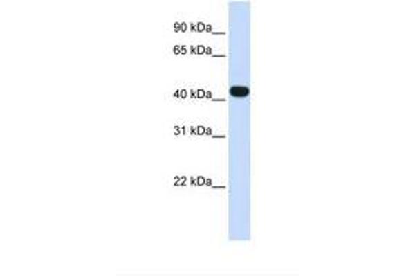 HS3ST3B1 antibody  (AA 38-87)