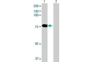 Lane 1: GRHL2 transfected lysate ( 68. (GRHL2 293T Cell Transient Overexpression Lysate(Denatured))