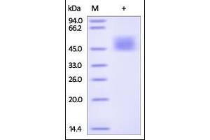SDS-PAGE (SDS) image for Interleukin 21 Receptor (IL21R) (AA 20-236) (Active) protein (His tag) (ABIN2181372) (IL21 Receptor Protein (AA 20-236) (His tag))