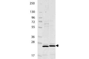 IL-27/p28 Mouse Recombinant Protein - SDS-PAGE. (IL-27 Protein)
