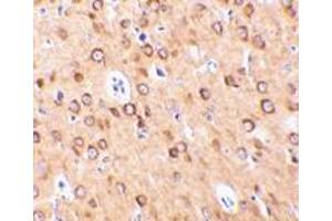 Immunohistochemistry of CTRP4 in rat brain with CTRP4 antibody at 10 μg/ml. (C1QTNF4 antibody  (C-Term))