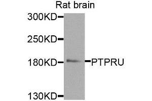 Western blot analysis of extracts of rat brain, using PTPRU antibody (ABIN5974930) at 1/1000 dilution. (PTPRU antibody)