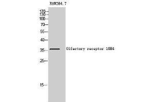 Western Blotting (WB) image for anti-Olfactory Receptor, Family 10, Subfamily H, Member 4 (OR10H4) (Internal Region) antibody (ABIN3186013) (OR10H4 antibody  (Internal Region))