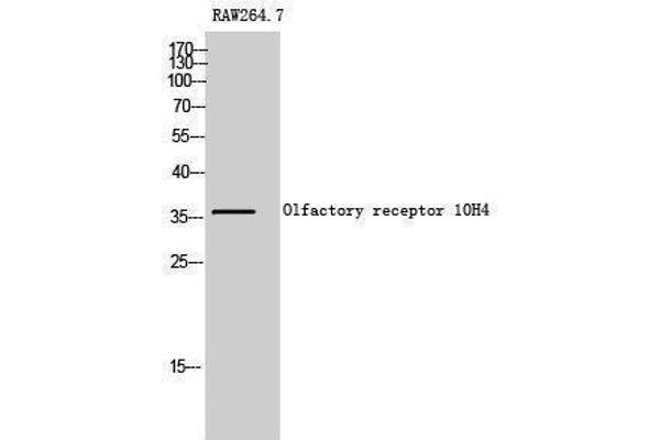 OR10H4 antibody  (Internal Region)