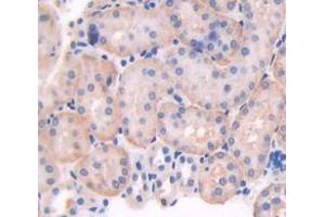 Figure. (Galectin 9 antibody  (AA 17-147))