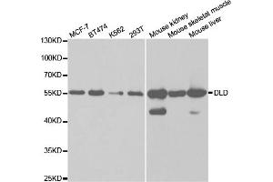Western blot analysis of extracts of various cell lines, using DLD antibody (ABIN5973132) at 1/1000 dilution. (DLD antibody)