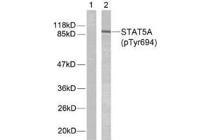 Western blot analysis of extracts from HeLa cells using STAT5A (phospho-Tyr694) antibody (E011048). (STAT5A antibody  (pTyr694))
